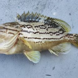 ブルーピア 釣果