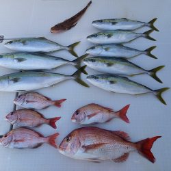 フィッシングボートACE(エース) 釣果