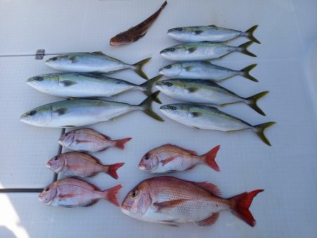 フィッシングボートACE(エース) 釣果