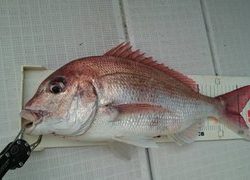 愛裕南丸 釣果