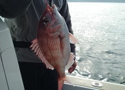 愛裕南丸 釣果