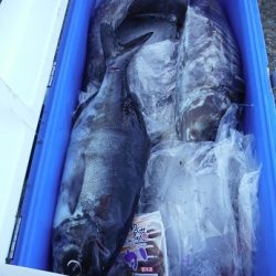 千代丸 釣果