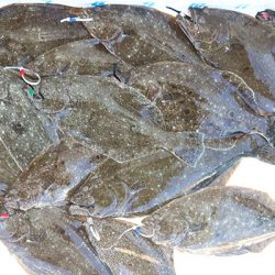 松本釣船２ 釣果