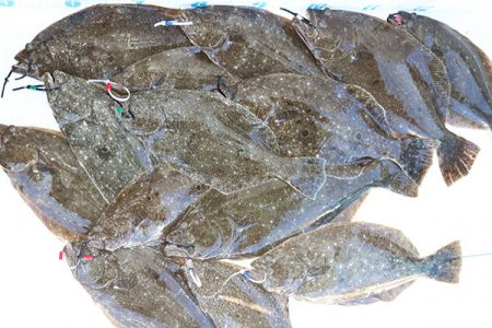 松本釣船２ 釣果