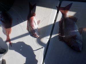 遊漁船 幸友丸 釣果