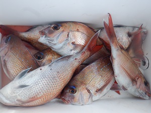 遊漁船 幸友丸 釣果