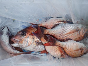 遊漁船 幸友丸 釣果