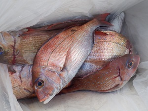 遊漁船 幸友丸 釣果