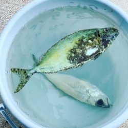 本部釣りイカダ 釣果