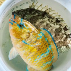 本部釣りイカダ 釣果