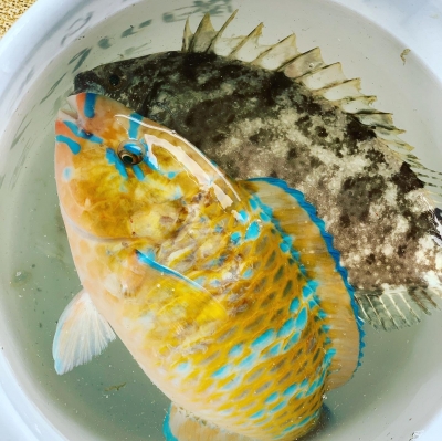 本部釣りイカダ 釣果