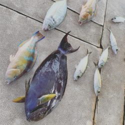 本部釣りイカダ 釣果