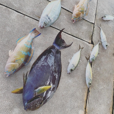 本部釣りイカダ 釣果