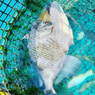 本部釣りイカダ 釣果