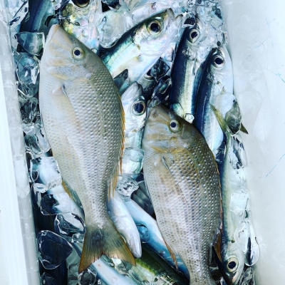 本部釣りイカダ 釣果