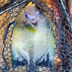 本部釣りイカダ 釣果