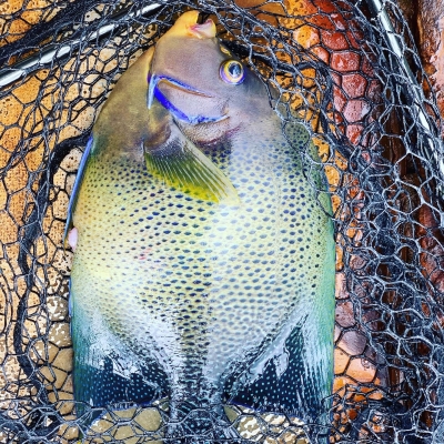 本部釣りイカダ 釣果
