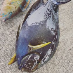 本部釣りイカダ 釣果