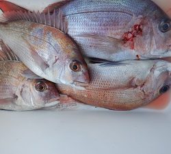 遊漁船 幸友丸 釣果