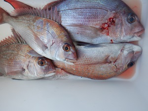 遊漁船 幸友丸 釣果