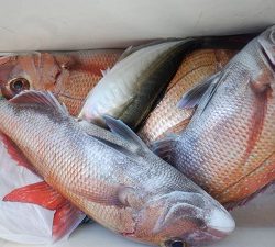 遊漁船 幸友丸 釣果