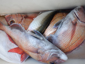 遊漁船 幸友丸 釣果