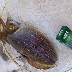 フィッシングボートACE(エース) 釣果