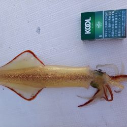 フィッシングボートACE(エース) 釣果