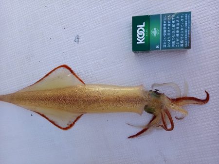 フィッシングボートACE(エース) 釣果