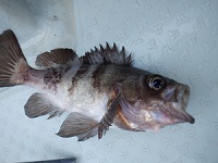 遊漁船 幸友丸 釣果