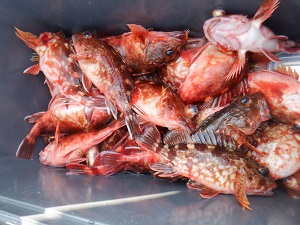 遊漁船 幸友丸 釣果