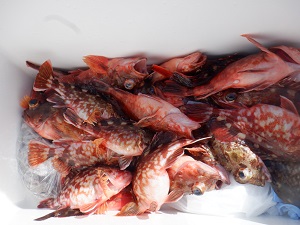 遊漁船 幸友丸 釣果