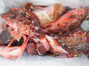 遊漁船 幸友丸 釣果