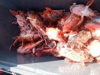 遊漁船 幸友丸 釣果