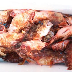 松本釣船２ 釣果