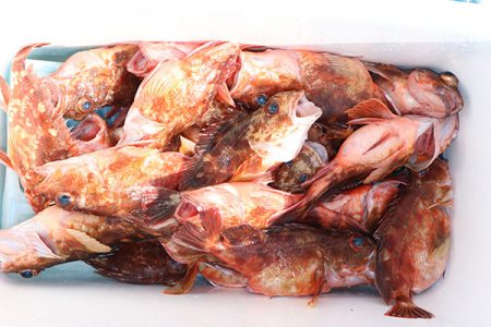 松本釣船２ 釣果