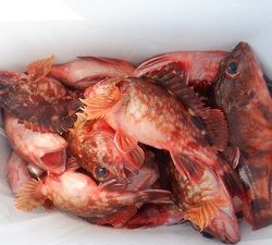 遊漁船 幸友丸 釣果