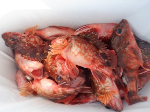 遊漁船 幸友丸 釣果