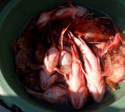 遊漁船 幸友丸 釣果