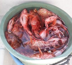 遊漁船 幸友丸 釣果