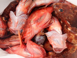 遊漁船 幸友丸 釣果