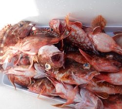 遊漁船 幸友丸 釣果