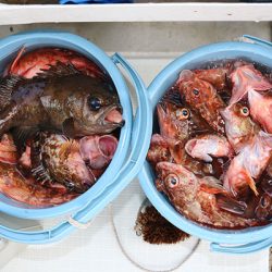 松本釣船２ 釣果