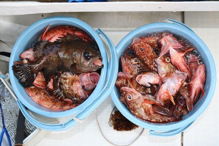 松本釣船２ 釣果