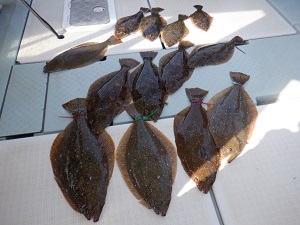 遊漁船 幸友丸 釣果