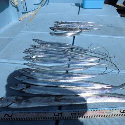 十八宝洋丸 釣果