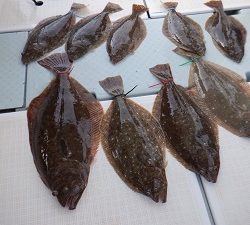 遊漁船 幸友丸 釣果