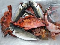 おおせき丸 釣果