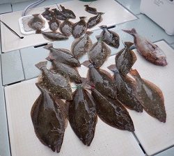 遊漁船 幸友丸 釣果