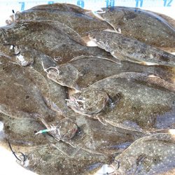 松本釣船２ 釣果